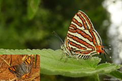 Cigaritis vulcanus vulcanus