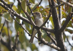 Muscicapa striata