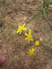 Steirodiscus gamolepis