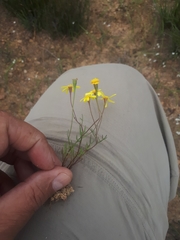 Steirodiscus gamolepis