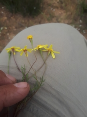 Steirodiscus gamolepis