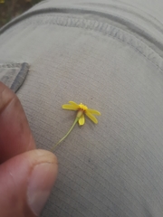 Steirodiscus gamolepis