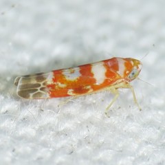 Zyginama spectabilis