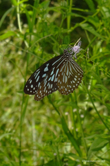 Tirumala septentrionis