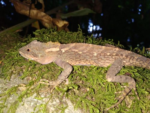 Variegated Mountain Lizard