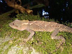 Variegated Mountain Lizard photo 3