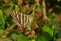 Cigaritis schistacea