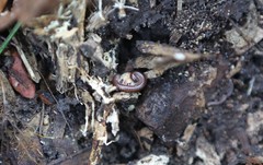 Pseudospirobolellus avernus