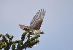 Muscicapa striata