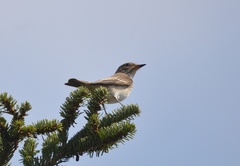 Muscicapa striata