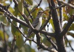 Muscicapa striata