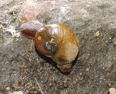 Helicarionoidea