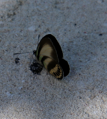 Nothodanis schaeffera