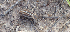 Philolithus truquii