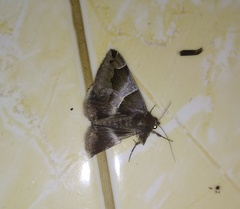 Bastilla