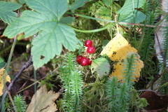 Rubus humulifolius