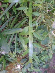 Muehlenbeckia platyclada