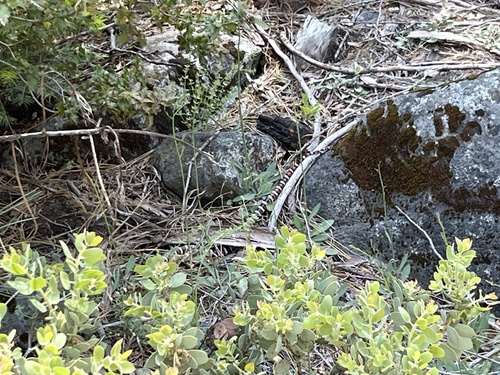iNaturalist observation photo of California Mountain Kingsnake