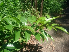 Artabotrys hexapetalus