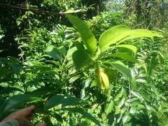 Artabotrys hexapetalus