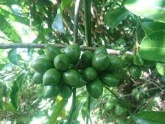 Artabotrys hexapetalus