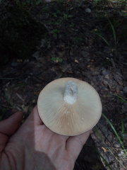 Lactarius flexuosus