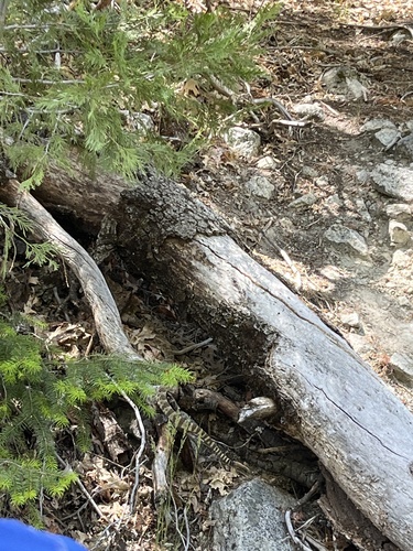 iNaturalist observation photo of Northern Pacific Rattlesnake