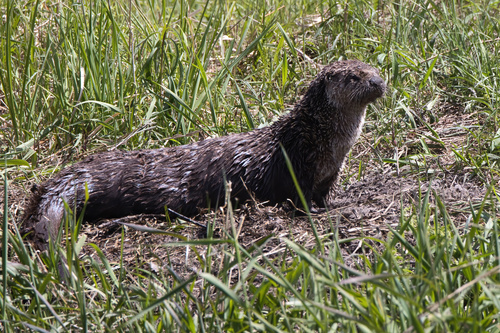 North American River Otter photographed in Wisconsin