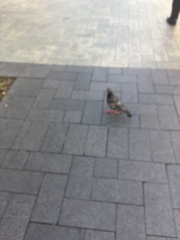 Columba livia domestica