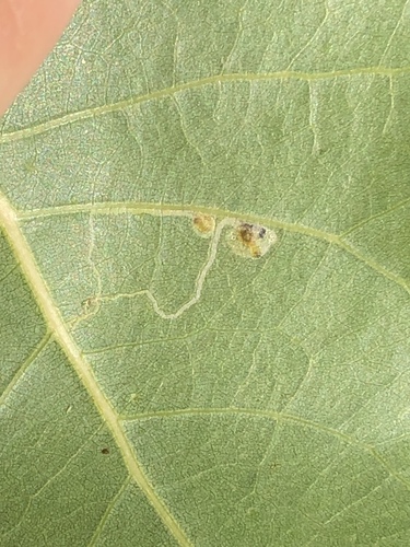 Stigmella populetorum photo 2