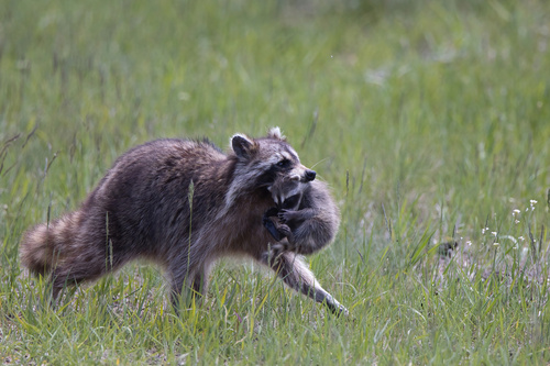 Common Raccoon photographed in Wisconsin