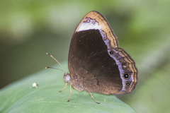 Mycalesis anaxias