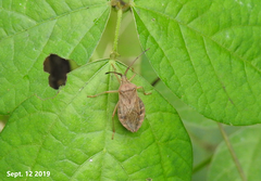 Homoeocerus dilatatus