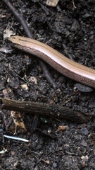 Anguis fragilis