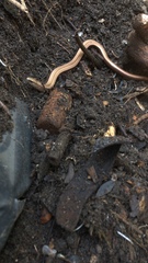 Anguis fragilis