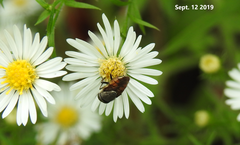 Stomorhina obsoleta