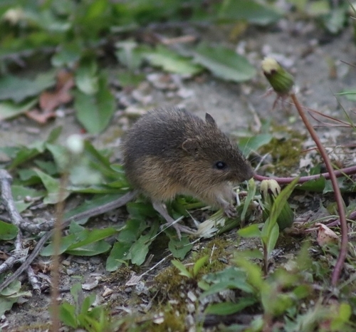 Meadow Jumping Mouse