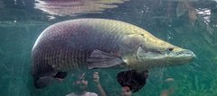 Arapaima