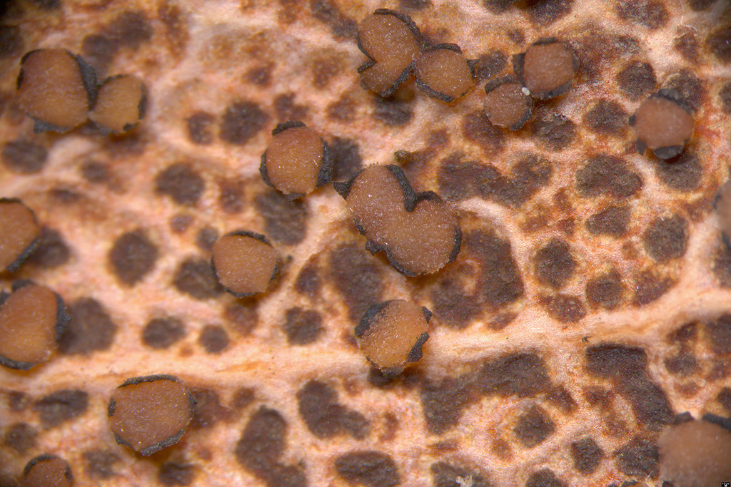 Coccomyces arbutifolius