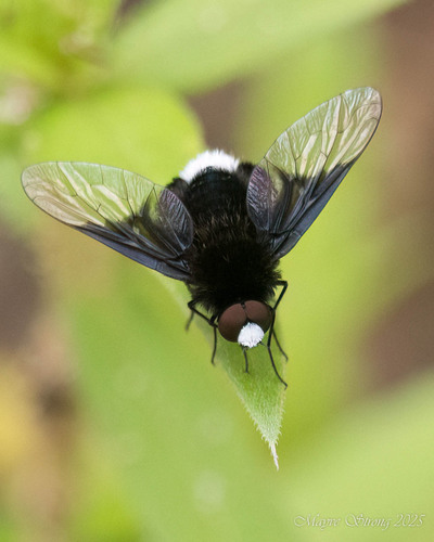 How to identify Ogcodocera leucoprocta (Wiedemann, 1828)