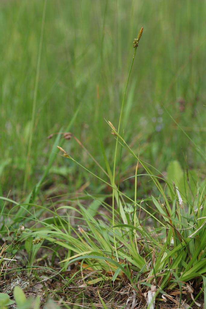Carex depressa