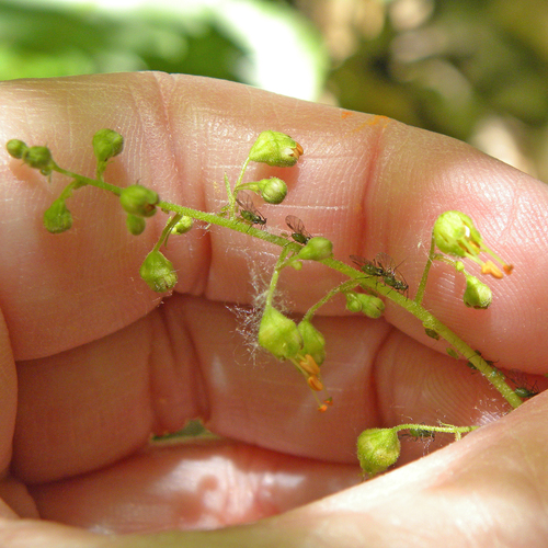 Heuchera americana