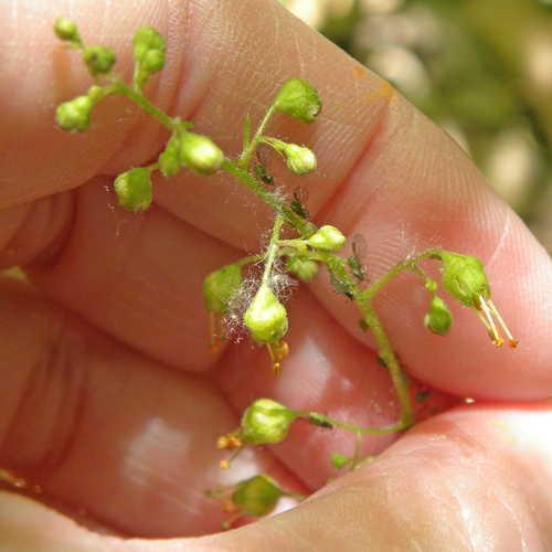 Heuchera americana