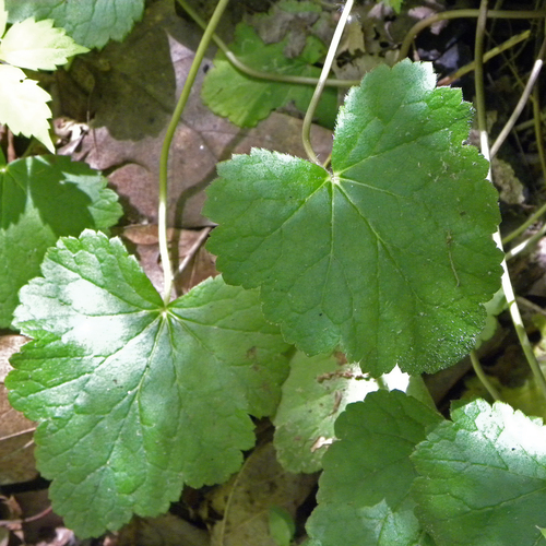 Heuchera americana