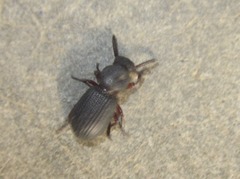 Ammophorus
