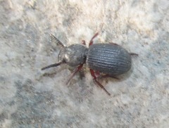 Ammophorus