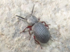 Ammophorus