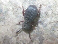 Ammophorus