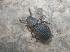 Ammophorus