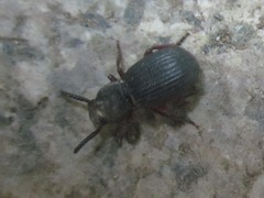 Ammophorus